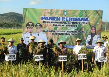 Panen Perdana Penangkaran Benih Padi  Dipimpin Wali Kota Parepare