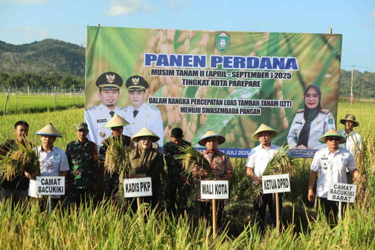 Panen Perdana Penangkaran Benih Padi Dipimpin Wali Kota Parepare