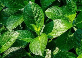 Daun Kaca Beling: Meluruhkan Batu Ginjal, Turunkan Kolesterol dan Antikanker