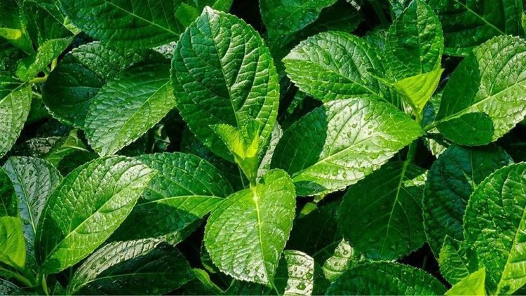 Daun Kaca Beling: Meluruhkan Batu Ginjal, Turunkan Kolesterol dan Antikanker