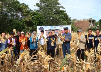 Pemkot Parepare dan Unhas Panen Perdana Jagung Jago