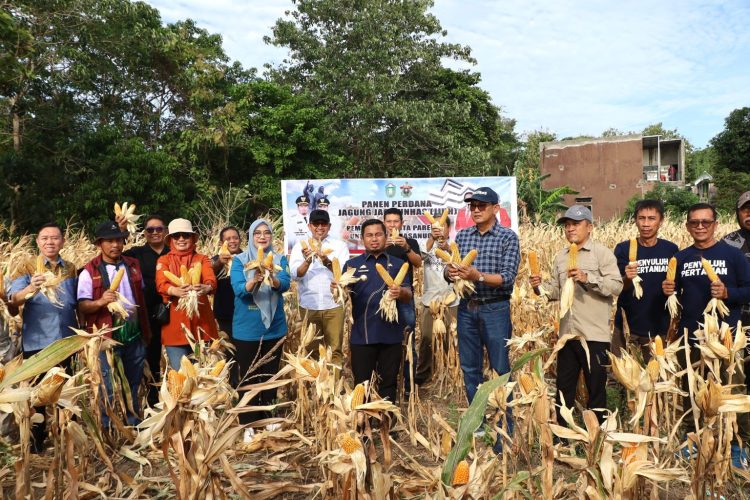 Pemkot Parepare dan Unhas Panen Perdana Jagung Jago