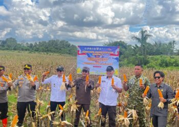 Bupati Enrekang Hadiri Panen Raya Jagung Serentak Kuartal II 2026