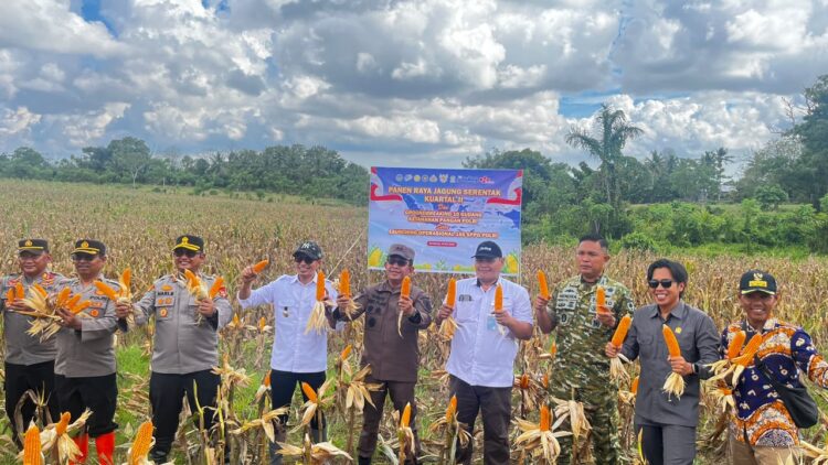 Bupati Enrekang Hadiri Panen Raya Jagung Serentak Kuartal II 2026