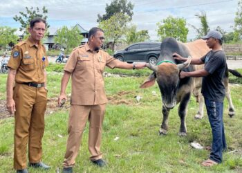 Sapi IB Peternak Sidrap Diusulkan Jadi Kurban Presiden