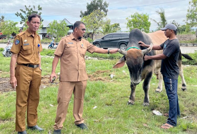 Sapi IB Peternak Sidrap Diusulkan Jadi Kurban Presiden