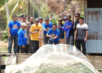 Bupati Sidrap Saksikan Panen Padi dan Ikan di Kecamatan Kulo