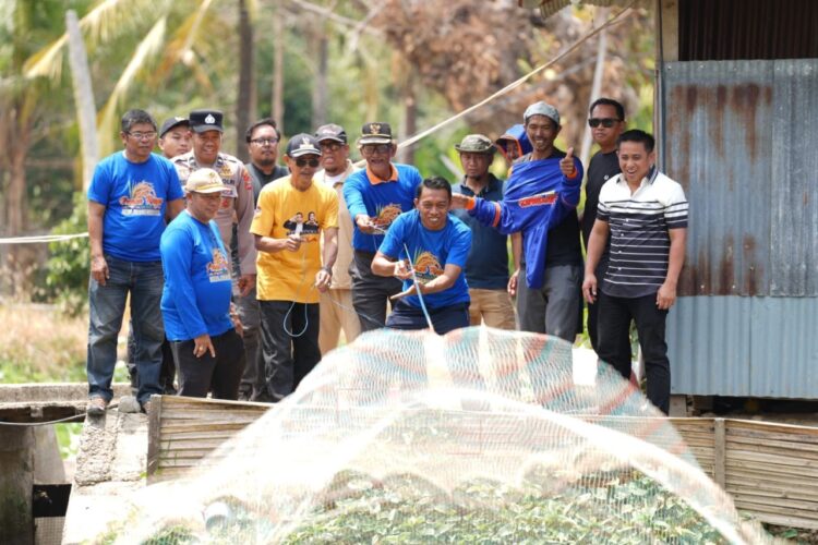 Bupati Sidrap Saksikan Panen Padi dan Ikan di Kecamatan Kulo