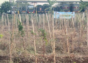 BIRO SDM POLDA SULSEL LAKUKAN PERAWATAN TANAMAN UWI UNGU, USIA 9 BULAN SIAP PANEN