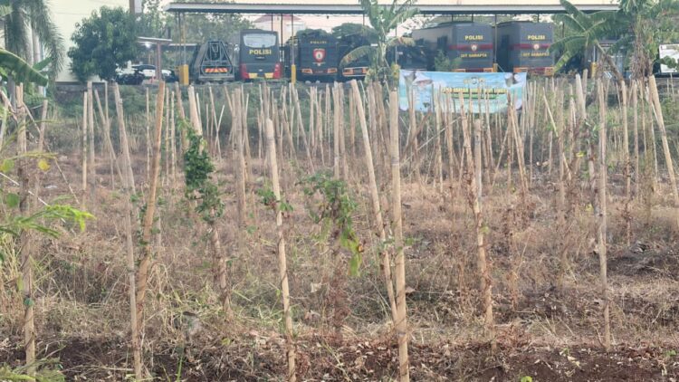 BIRO SDM POLDA SULSEL LAKUKAN PERAWATAN TANAMAN UWI UNGU, USIA 9 BULAN SIAP PANEN