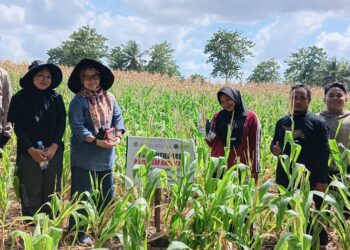 UMPAR Kembangkan Pupuk Arromang dari Limbah Pertanian