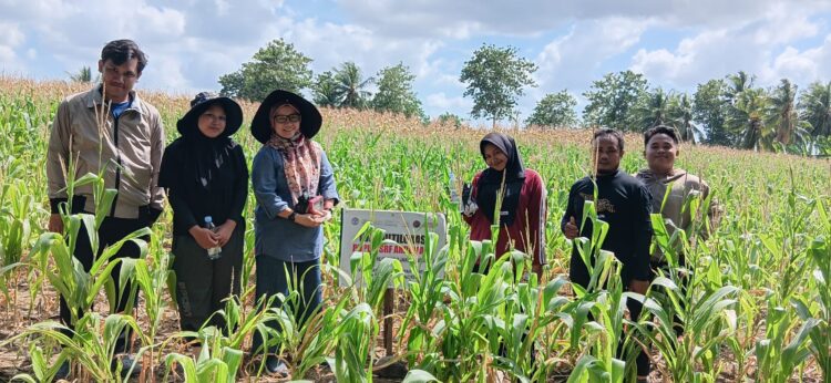UMPAR Kembangkan Pupuk Arromang dari Limbah Pertanian