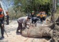 Pohon Tumbang Tutup Jalan Ambo Matti, Polsek Ujung Parepare Pastikan Tak Ada Korban Jiwa