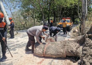 Pohon Tumbang Tutup Jalan Ambo Matti, Polsek Ujung Parepare Pastikan Tak Ada Korban Jiwa