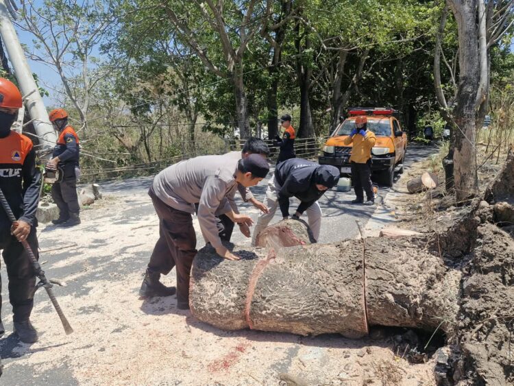 Pohon Tumbang Tutup Jalan Ambo Matti, Polsek Ujung Parepare Pastikan Tak Ada Korban Jiwa